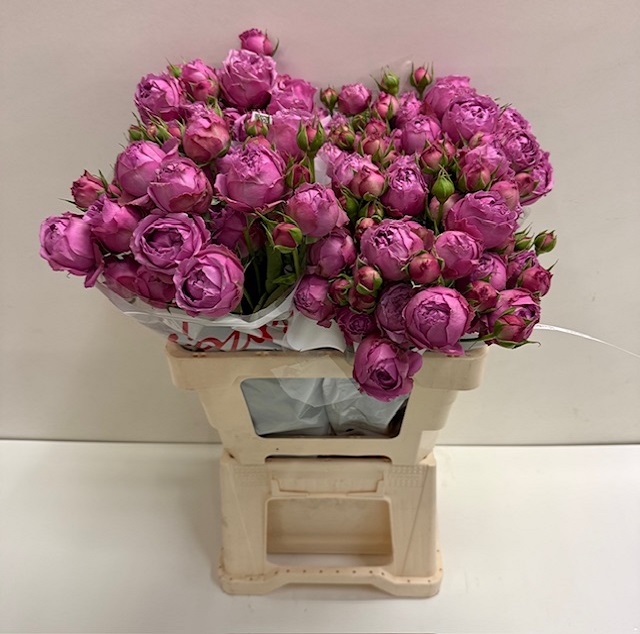 Rosa tros misty bubbles SB.jpg